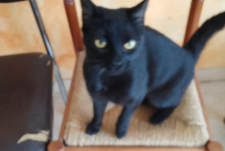 Alerte Découverte Chat Femelle Tours France