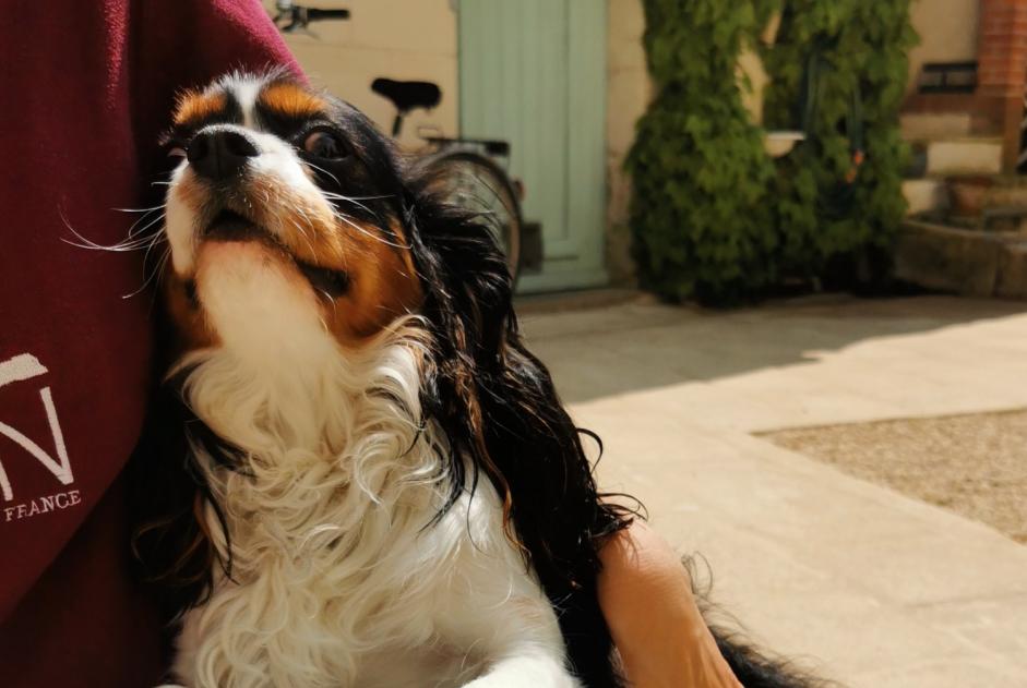 Alerte Découverte Chien  Mâle Chinon France