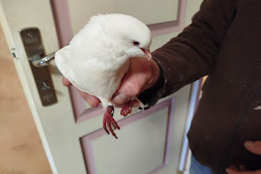 Alerte Découverte Oiseau Inconnu Notre-Dame-d'Oé France